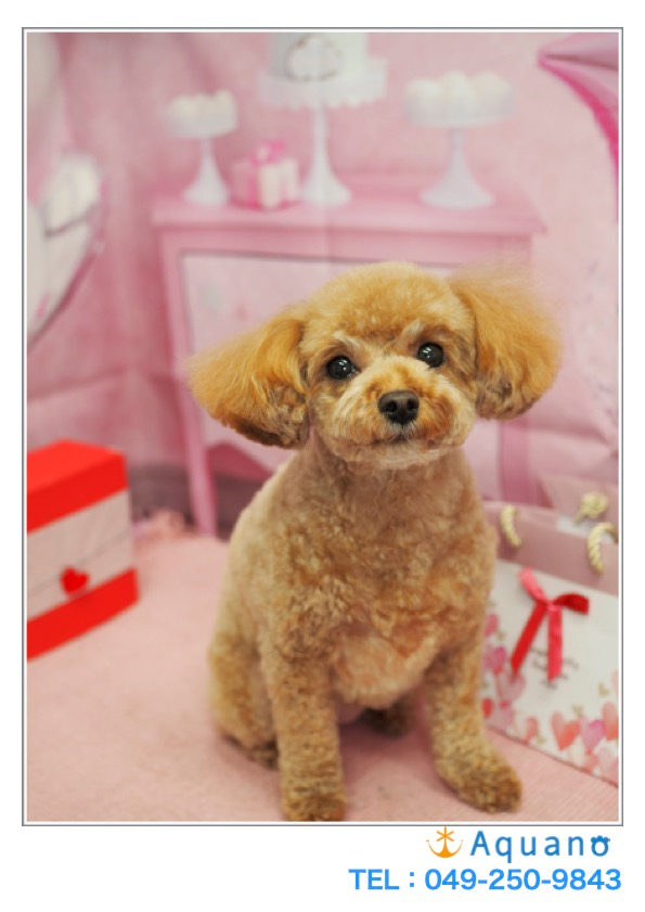 犬の心理
