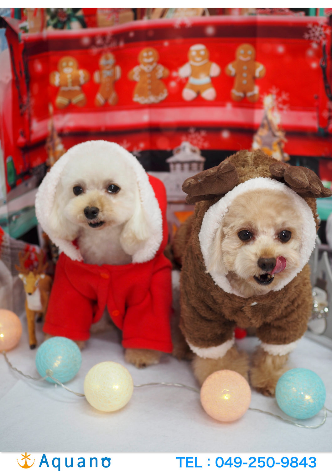 「インフル流行の季節…乾燥対策と愛犬ケアをしっかりと✨」