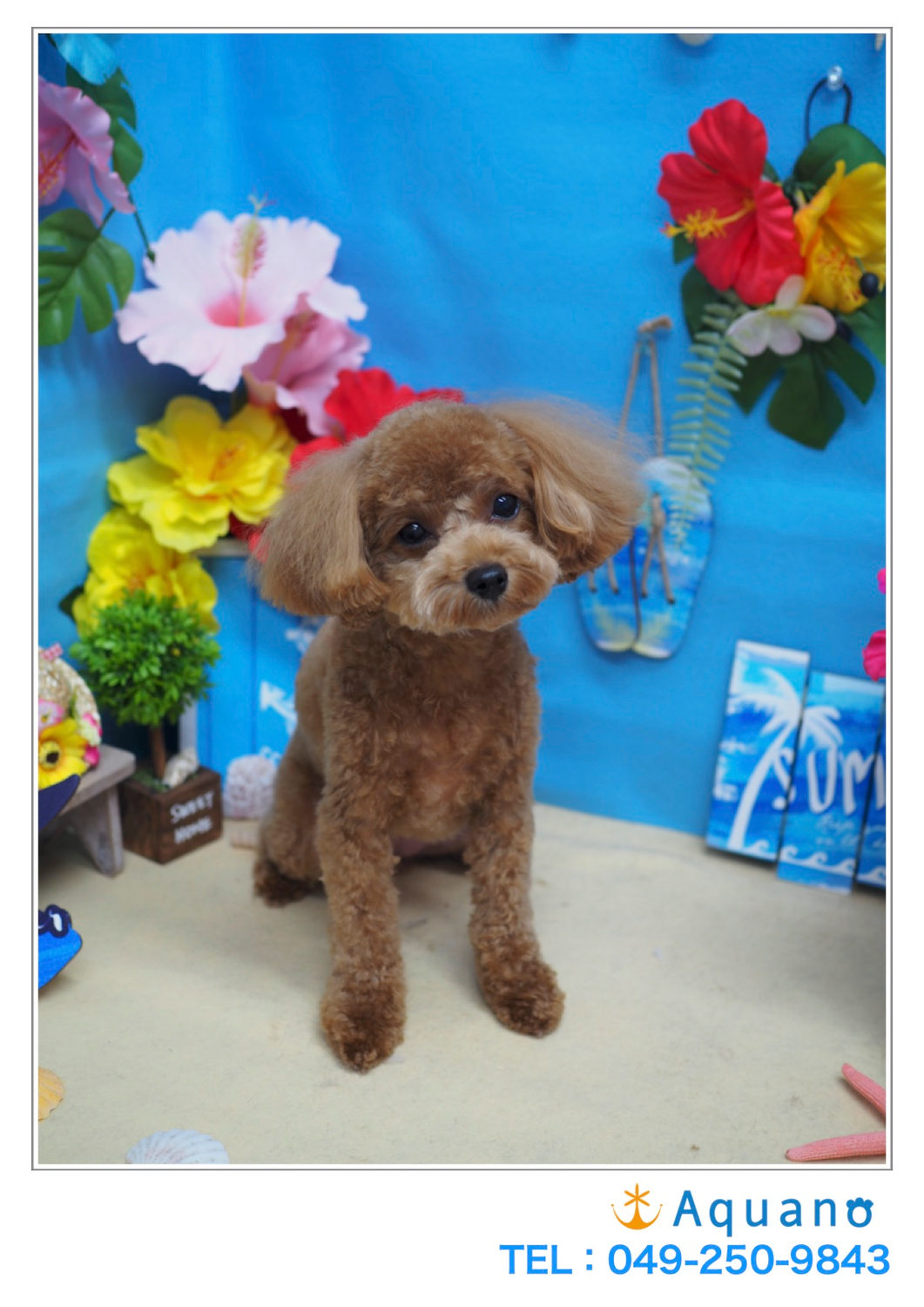 マスクに関して(犬の)