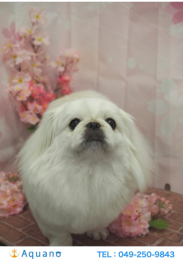 春一番?!